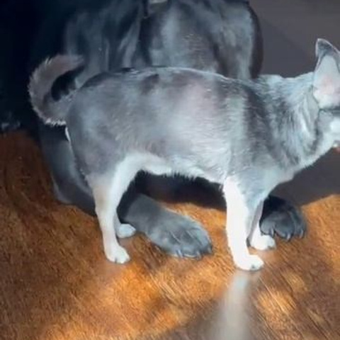 Видео галлерея американских булли. ПИТОМНИК СОБАК ПОРОДЫ АМЕРИКАНСКИЙ БУЛЛИ