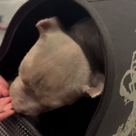 Видео галлерея американских булли. ПИТОМНИК СОБАК ПОРОДЫ АМЕРИКАНСКИЙ БУЛЛИ