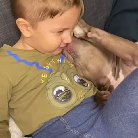 Видео галлерея американских булли. ПИТОМНИК СОБАК ПОРОДЫ АМЕРИКАНСКИЙ БУЛЛИ