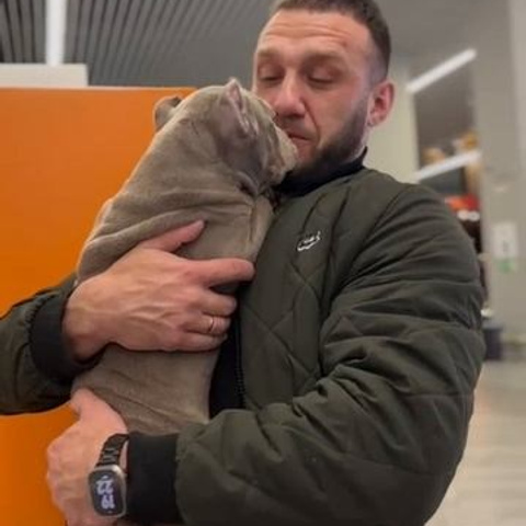 Видео галлерея американских булли. ПИТОМНИК СОБАК ПОРОДЫ АМЕРИКАНСКИЙ БУЛЛИ