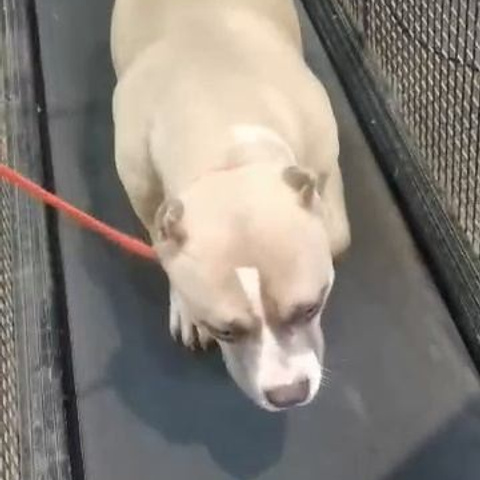 Видео галлерея американских булли. ПИТОМНИК СОБАК ПОРОДЫ АМЕРИКАНСКИЙ БУЛЛИ