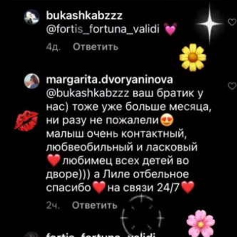 Отзывы. ПИТОМНИК СОБАК ПОРОДЫ АМЕРИКАНСКИЙ БУЛЛИ