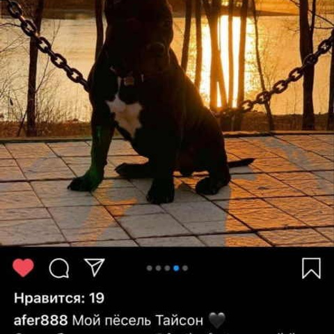 Отзывы. ПИТОМНИК СОБАК ПОРОДЫ АМЕРИКАНСКИЙ БУЛЛИ