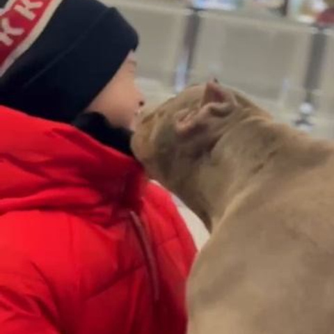 Видео галлерея американских булли. ПИТОМНИК СОБАК ПОРОДЫ АМЕРИКАНСКИЙ БУЛЛИ