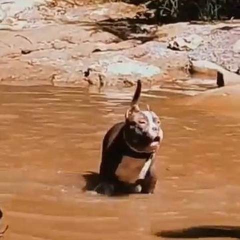 Видео галлерея американских булли. ПИТОМНИК СОБАК ПОРОДЫ АМЕРИКАНСКИЙ БУЛЛИ