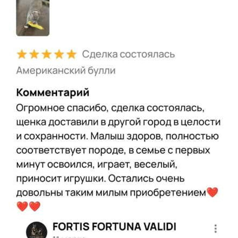 Отзывы. ПИТОМНИК СОБАК ПОРОДЫ АМЕРИКАНСКИЙ БУЛЛИ