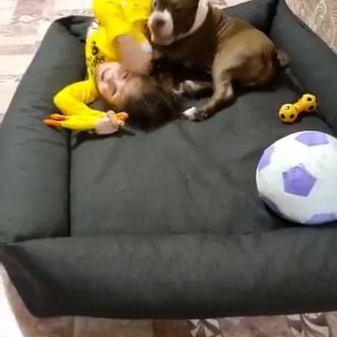 Видео галлерея американских булли. ПИТОМНИК СОБАК ПОРОДЫ АМЕРИКАНСКИЙ БУЛЛИ