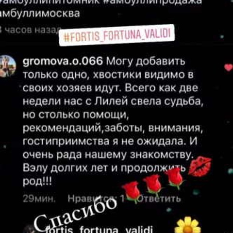 Отзывы. ПИТОМНИК СОБАК ПОРОДЫ АМЕРИКАНСКИЙ БУЛЛИ