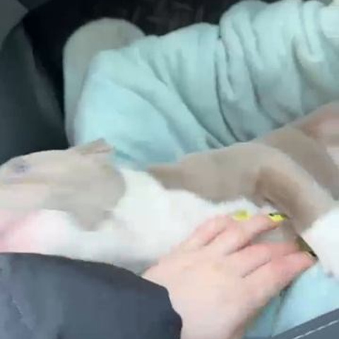 Видео галлерея американских булли. ПИТОМНИК СОБАК ПОРОДЫ АМЕРИКАНСКИЙ БУЛЛИ