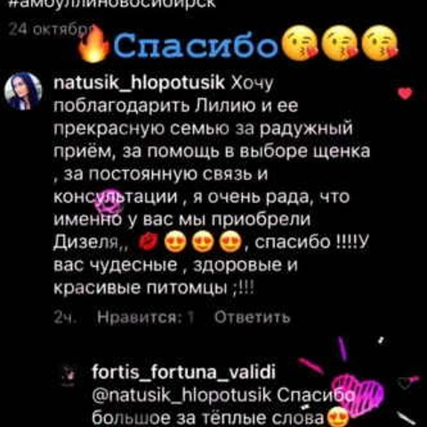 Отзывы. ПИТОМНИК СОБАК ПОРОДЫ АМЕРИКАНСКИЙ БУЛЛИ