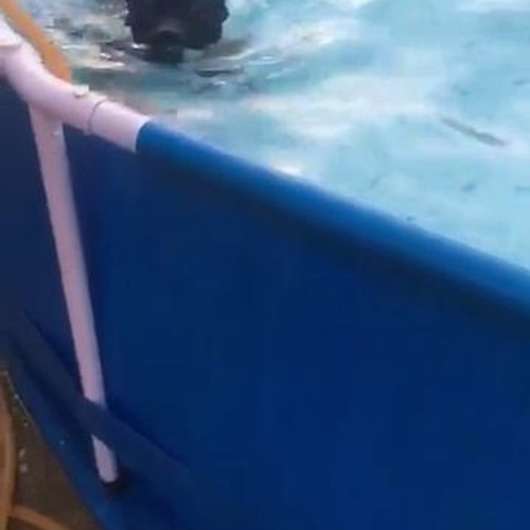 Видео галлерея американских булли. ПИТОМНИК СОБАК ПОРОДЫ АМЕРИКАНСКИЙ БУЛЛИ