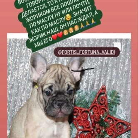 Отзывы. ПИТОМНИК СОБАК ПОРОДЫ АМЕРИКАНСКИЙ БУЛЛИ