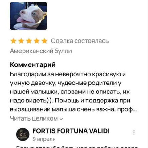 Отзывы. ПИТОМНИК СОБАК ПОРОДЫ АМЕРИКАНСКИЙ БУЛЛИ