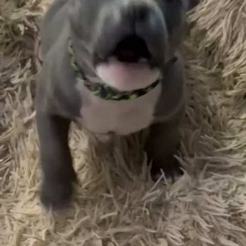 Видео галлерея американских булли. ПИТОМНИК СОБАК ПОРОДЫ АМЕРИКАНСКИЙ БУЛЛИ