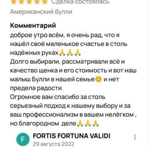 Отзывы. ПИТОМНИК СОБАК ПОРОДЫ АМЕРИКАНСКИЙ БУЛЛИ