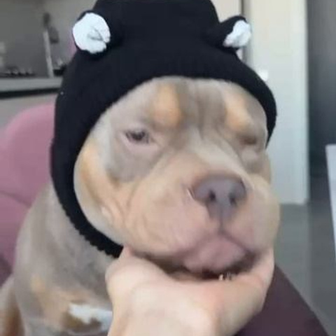 Видео галлерея американских булли. ПИТОМНИК СОБАК ПОРОДЫ АМЕРИКАНСКИЙ БУЛЛИ