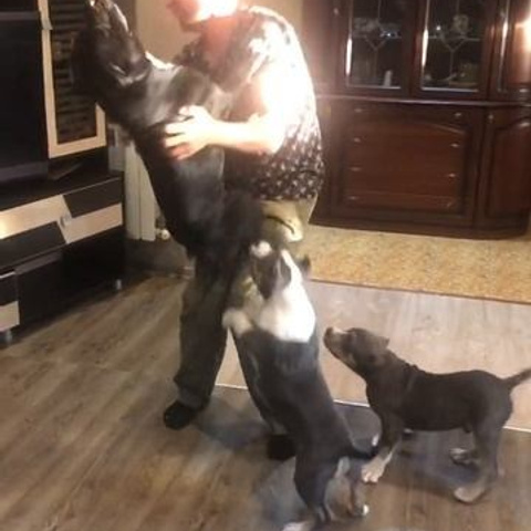 Видео галлерея американских булли. ПИТОМНИК СОБАК ПОРОДЫ АМЕРИКАНСКИЙ БУЛЛИ