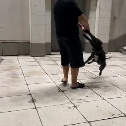 Видео галлерея американских булли. ПИТОМНИК СОБАК ПОРОДЫ АМЕРИКАНСКИЙ БУЛЛИ