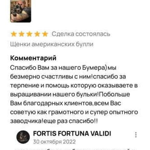 Отзывы. ПИТОМНИК СОБАК ПОРОДЫ АМЕРИКАНСКИЙ БУЛЛИ