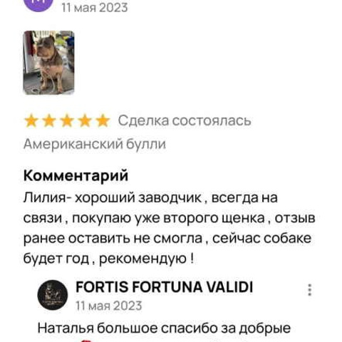 Отзывы. ПИТОМНИК СОБАК ПОРОДЫ АМЕРИКАНСКИЙ БУЛЛИ