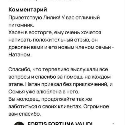 Отзывы. ПИТОМНИК СОБАК ПОРОДЫ АМЕРИКАНСКИЙ БУЛЛИ