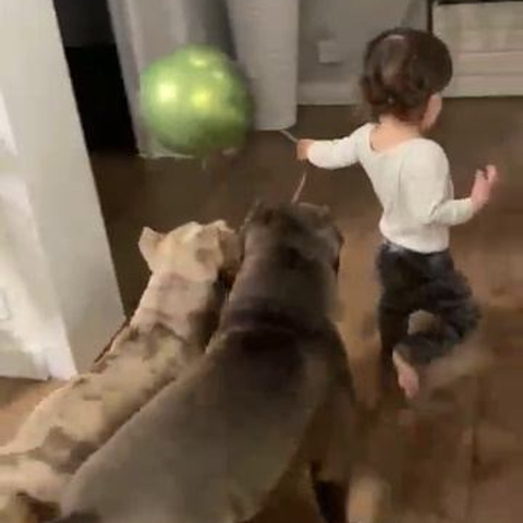 Видео галлерея американских булли. ПИТОМНИК СОБАК ПОРОДЫ АМЕРИКАНСКИЙ БУЛЛИ