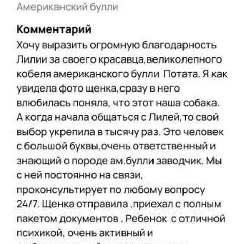 Отзывы. ПИТОМНИК СОБАК ПОРОДЫ АМЕРИКАНСКИЙ БУЛЛИ