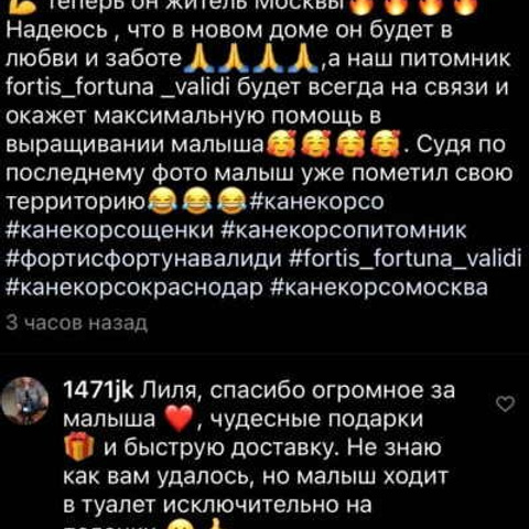 Отзывы. ПИТОМНИК СОБАК ПОРОДЫ АМЕРИКАНСКИЙ БУЛЛИ