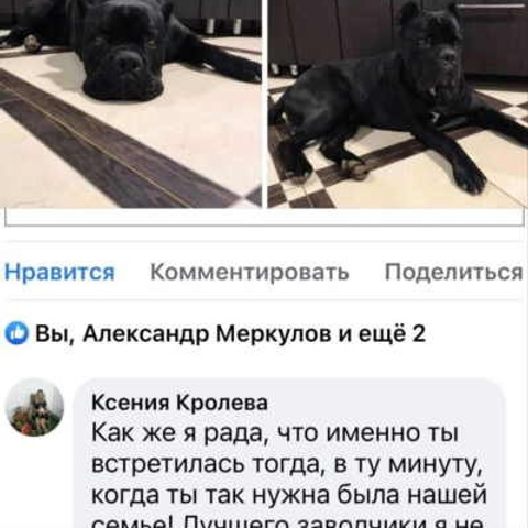 Отзывы. ПИТОМНИК СОБАК ПОРОДЫ АМЕРИКАНСКИЙ БУЛЛИ