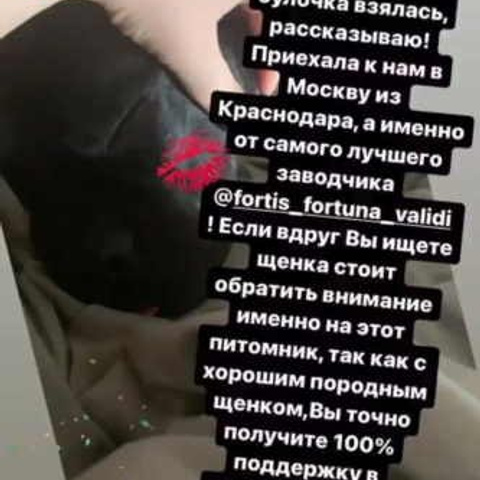 Отзывы. ПИТОМНИК СОБАК ПОРОДЫ АМЕРИКАНСКИЙ БУЛЛИ