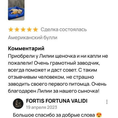 Отзывы. ПИТОМНИК СОБАК ПОРОДЫ АМЕРИКАНСКИЙ БУЛЛИ
