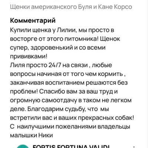 Отзывы. ПИТОМНИК СОБАК ПОРОДЫ АМЕРИКАНСКИЙ БУЛЛИ