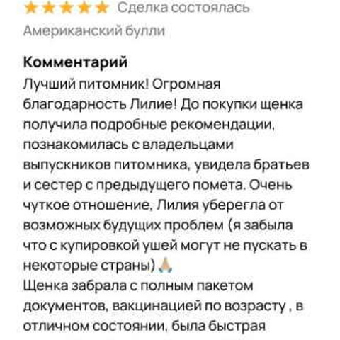 Отзывы. ПИТОМНИК СОБАК ПОРОДЫ АМЕРИКАНСКИЙ БУЛЛИ