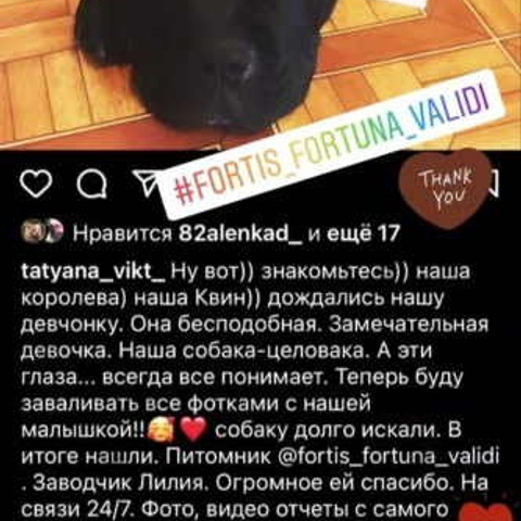 Отзывы. ПИТОМНИК СОБАК ПОРОДЫ АМЕРИКАНСКИЙ БУЛЛИ