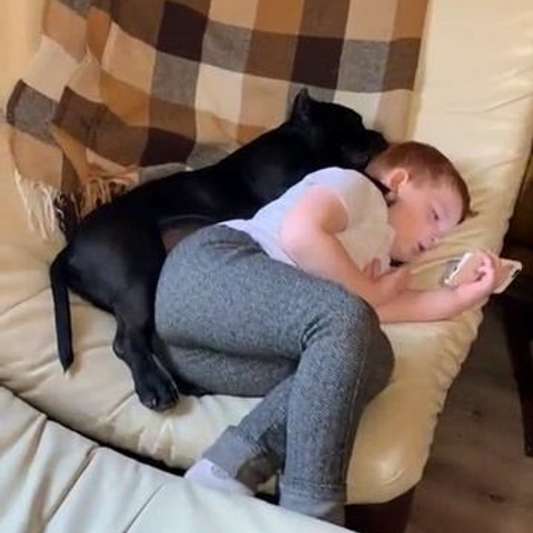 Видео галлерея американских булли. ПИТОМНИК СОБАК ПОРОДЫ АМЕРИКАНСКИЙ БУЛЛИ