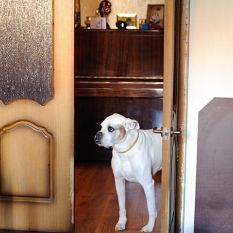 Стас и Елена. Свадебный фотограф Москва Альберт Хаиров