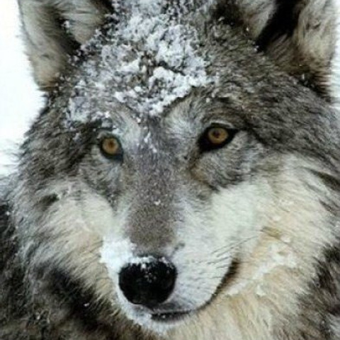 Отзывы. Семейный и свадебный фотограф в Санкт-Петербурге Таша Семёнова