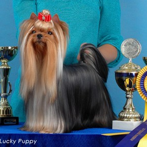 Vole'T Shou Murzilka International — Rus, Ltu Ch.