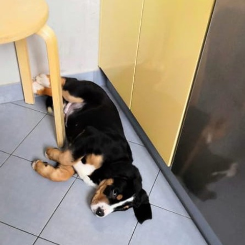 Отзывы. Питомник Больших Швейцарских Зенненхундов в Калужской области / Москва