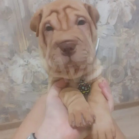 Отзывы. Питомник собак Иркутск