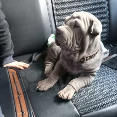 Отзывы. Питомник собак Иркутск