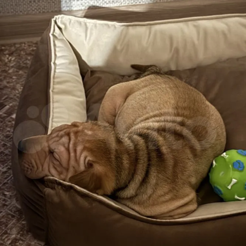 Отзывы. Питомник собак Иркутск