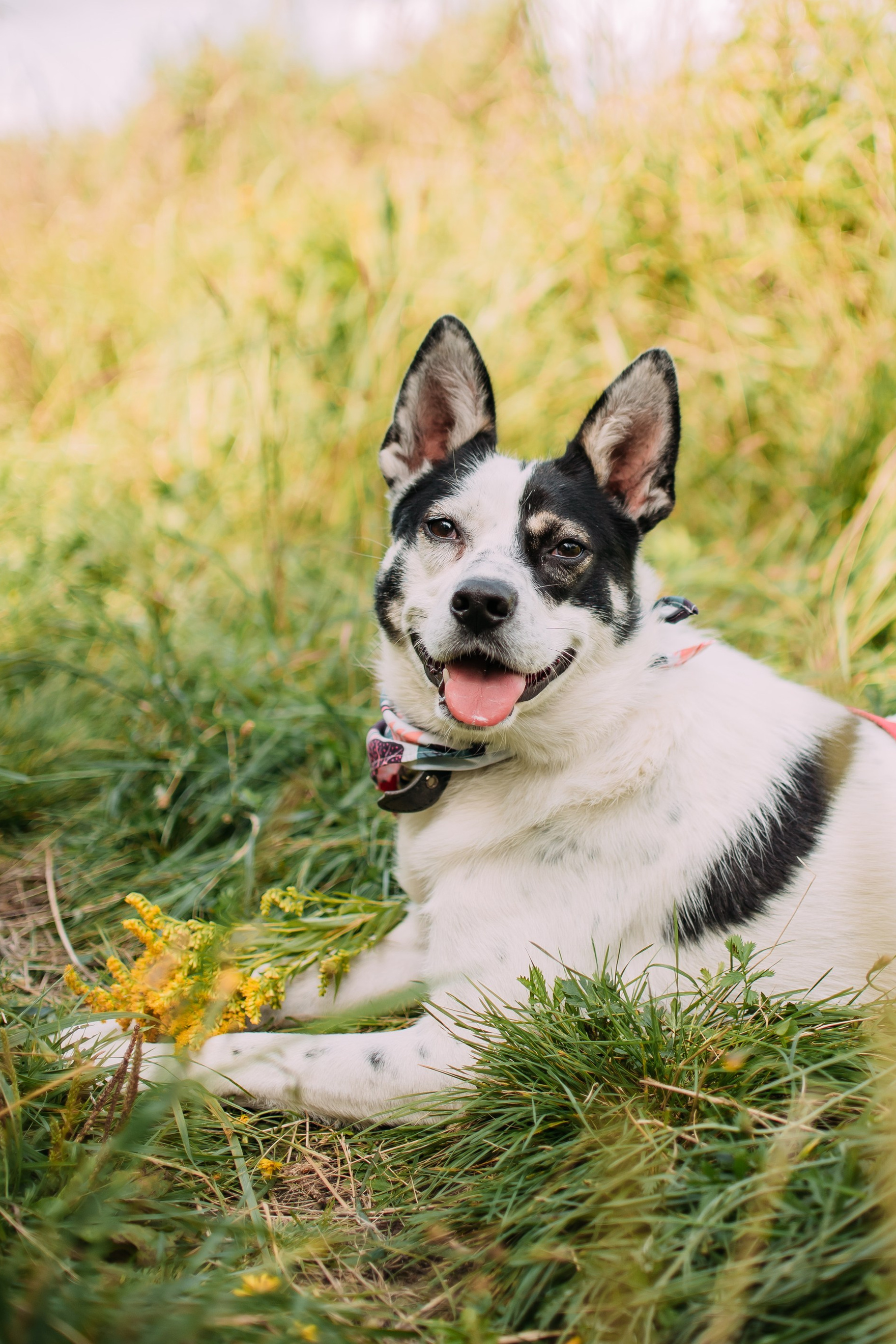 Животные на пристройство. Фотограф-анималист Валерия, Москва, Мытищи