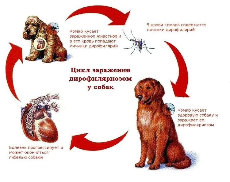 Подробная графическая схема жизненного цикла развития и путей заражения дирофиляриозом собак Минск