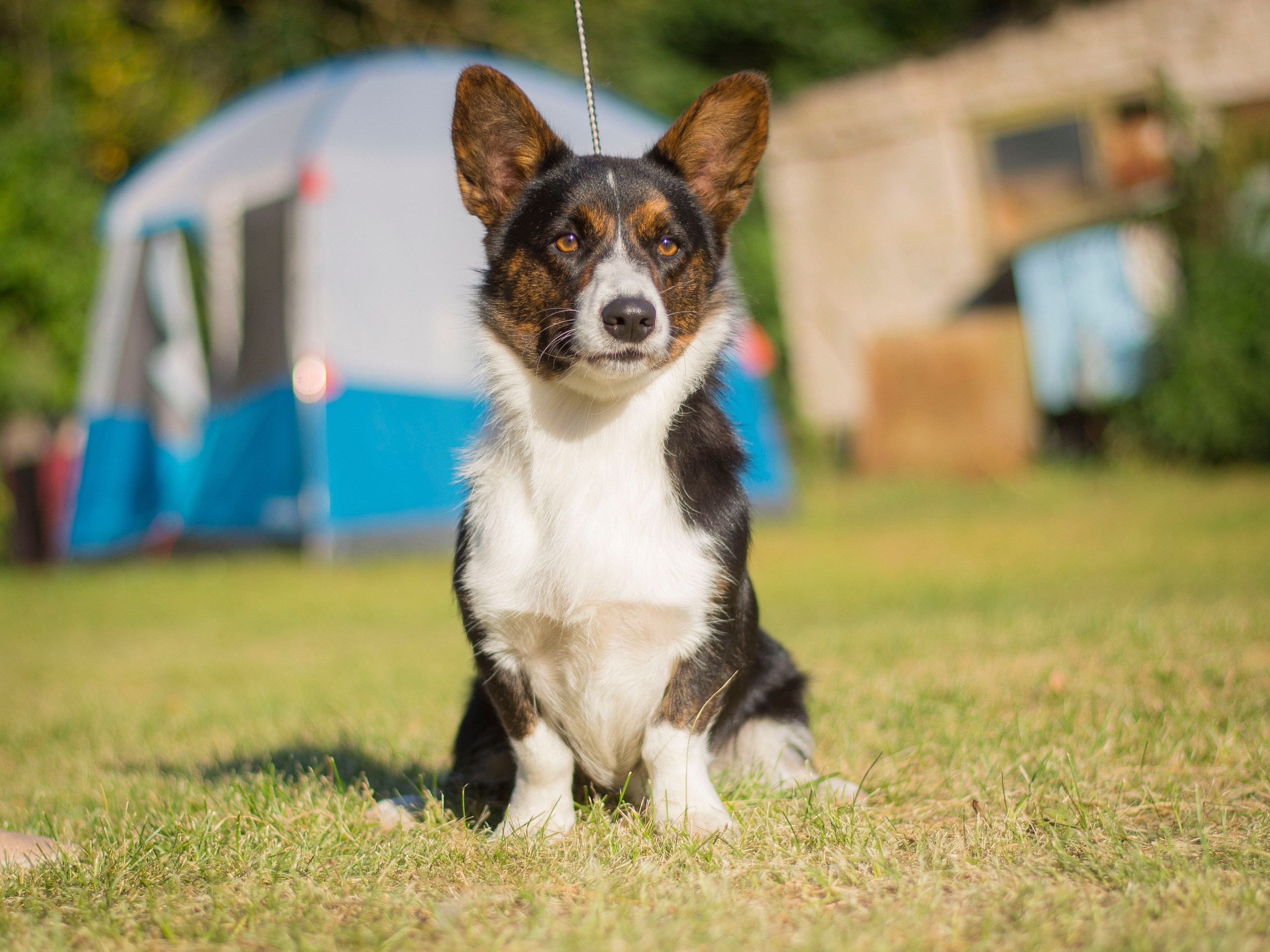 История питомника Ice Fantasy. Купить щенка Вельш-корги-кардиган в семейном питомнике — Ice Fantasy