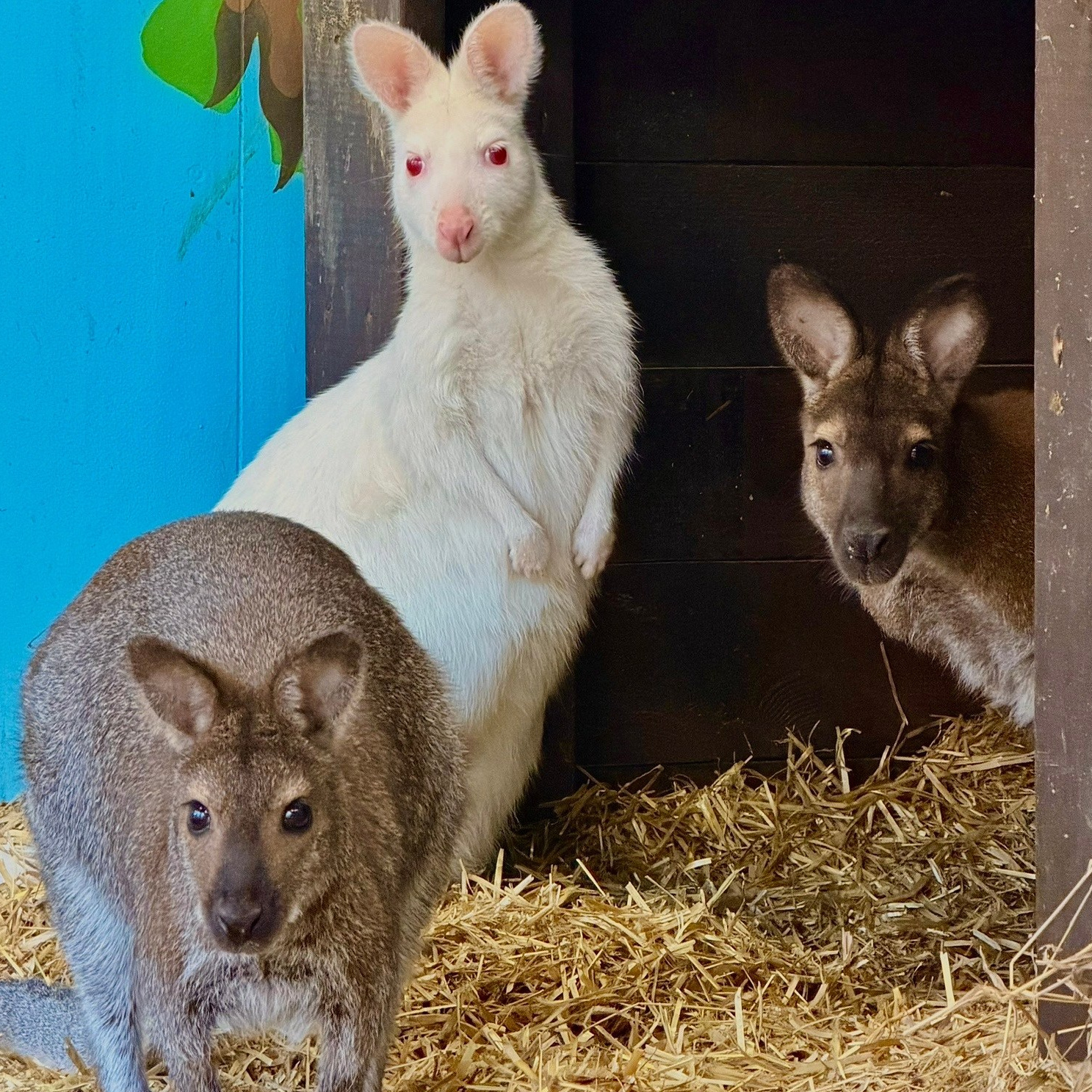 Более 50 видов животных и млекопитающих в зоопарке «Лесная Братва». Капибара, тапир, альпака, мохнатая корова, верблюд. Зоопарк уникальных животных Лесная братва