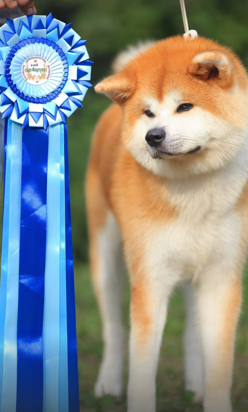 Dog Shows. Kennel Akita inu