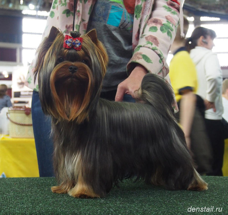 2014 г Результаты выставок. Питомник Йоркширских терьеров Дэнстайл в Санкт-Петербурге заводчик Тих