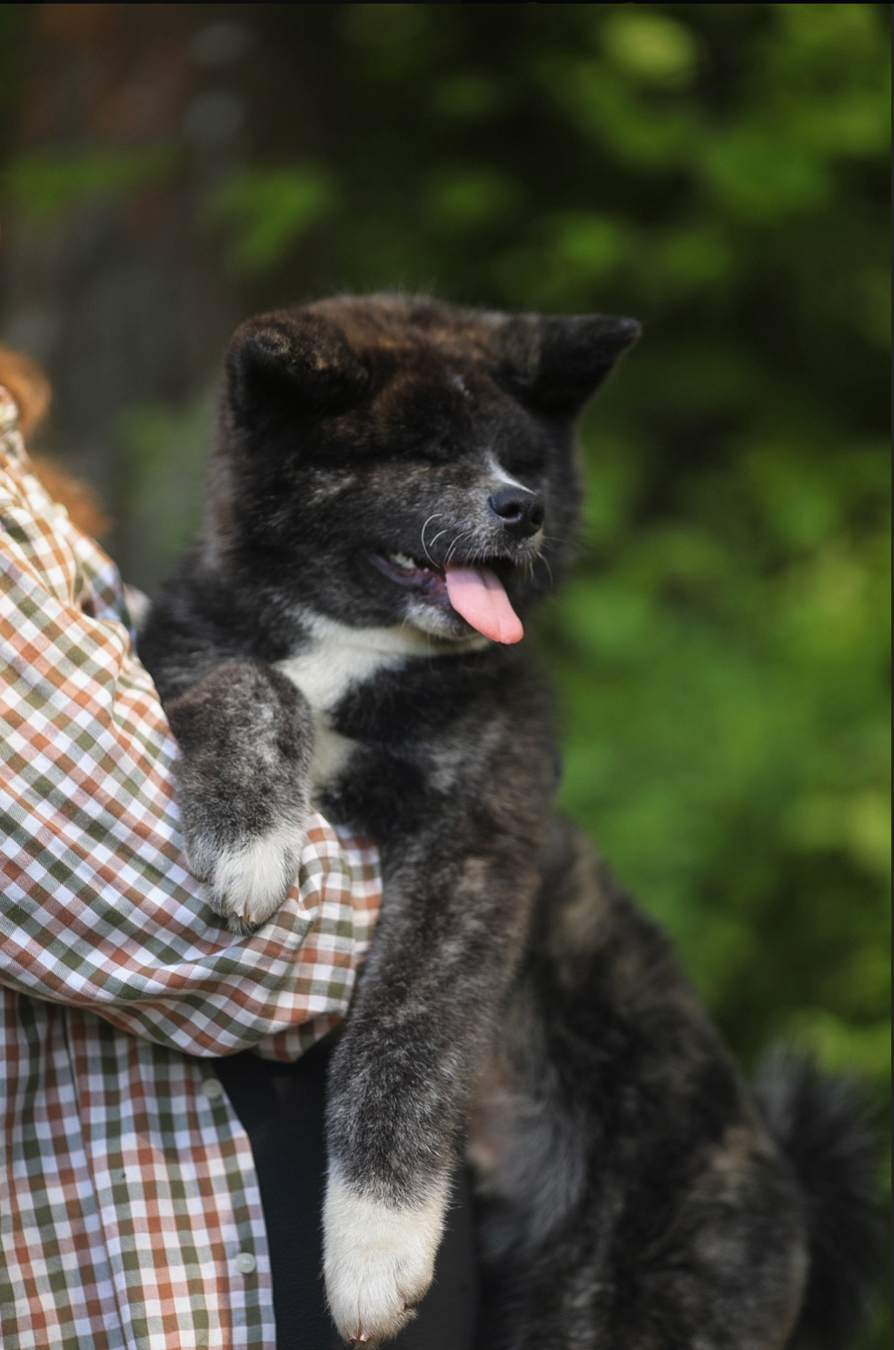 Brindle puppies. Kennel Akita inu