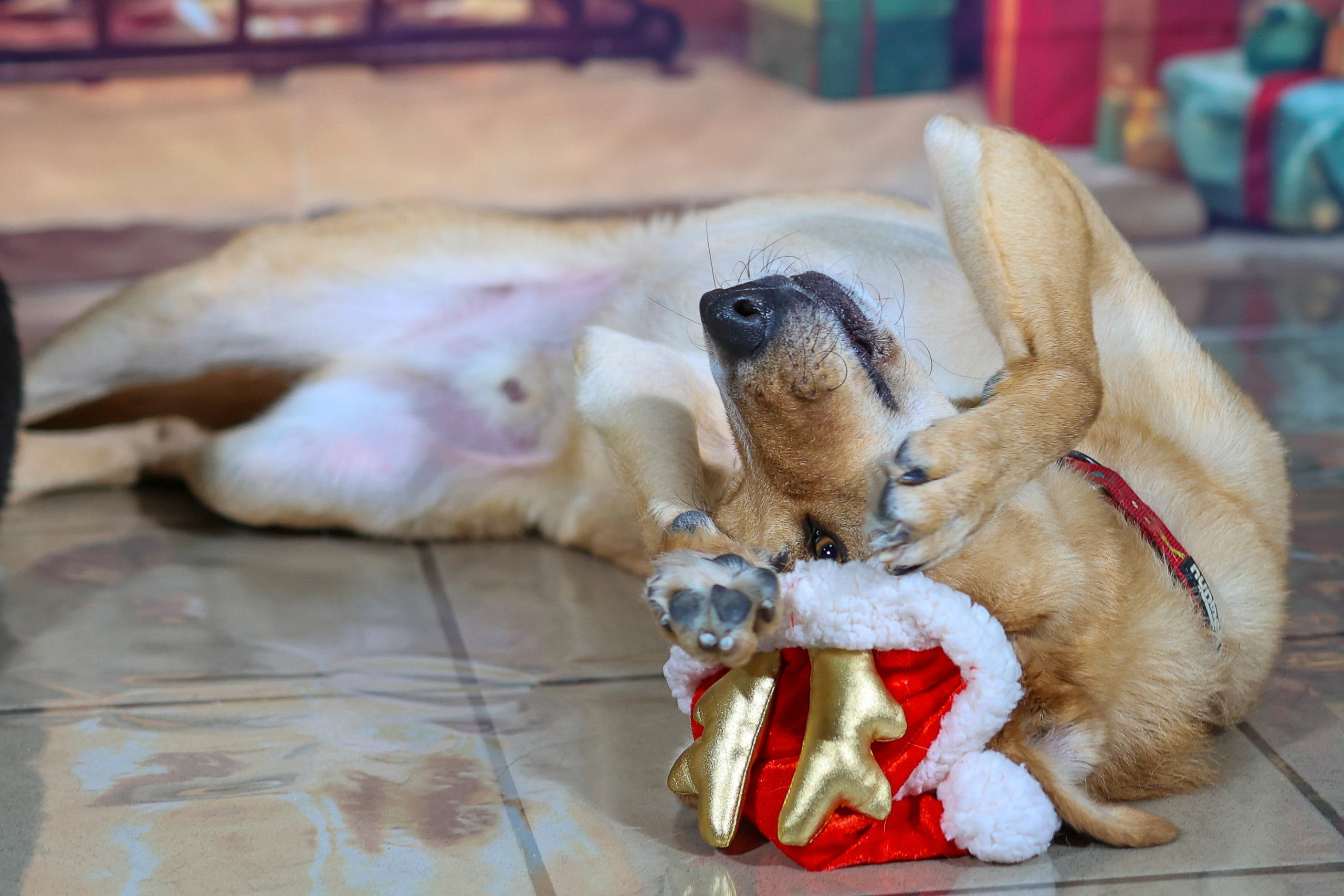 Приют четвероногий АНГЕЛ. Фотограф 📸 семейный, предметный, репортажный